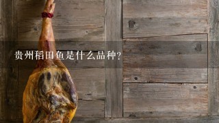 贵州稻田鱼是什么品种? 贵州稻田鱼是什么品种?