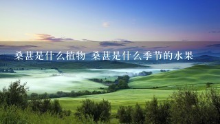 桑葚是什么植物 桑葚是什么季节的水果 桑葚是什么植物 桑葚是什么季节的水果