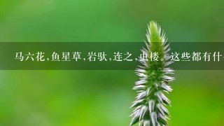 马6花,鱼星草,岩驮,连之,虫楼。这些都有什么作用? 马6花,鱼星草,岩驮,连之,虫楼。这些都有什么作用?