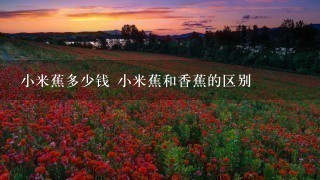 小米蕉多少钱 小米蕉和香蕉的区别 小米蕉多少钱 小米蕉和香蕉的区别