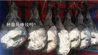 种葡萄赚钱吗? 种葡萄赚钱吗?