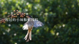 冻过的小辣椒值钱吗 冻过的小辣椒值钱吗