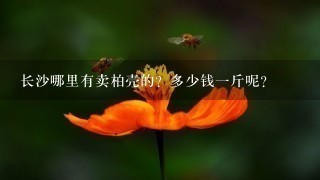 长沙哪里有卖柏壳的?多少钱1斤呢? 长沙哪里有卖柏壳的?多少钱1斤呢?