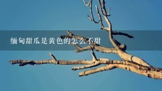 缅甸甜瓜是黄色的怎么不甜 缅甸甜瓜是黄色的怎么不甜