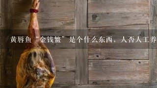 黄唇鱼“金钱鳘”是个什么东西,人否人工养殖 黄唇鱼“金钱鳘”是个什么东西,人否人工养殖