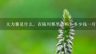 大力薯是什么,在陆川那里收购?多少钱1斤? 大力薯是什么,在陆川那里收购?多少钱1斤?