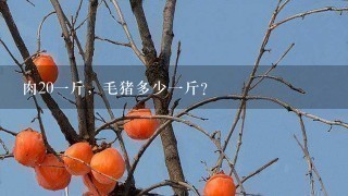 肉201斤,毛猪多少1斤? 肉201斤,毛猪多少1斤?