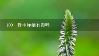100 野生蝉蛹有毒吗 100 野生蝉蛹有毒吗