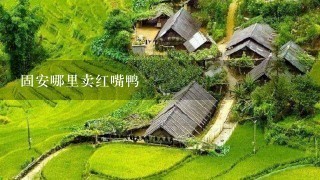 固安哪里卖红嘴鸭 固安哪里卖红嘴鸭