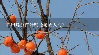 养田螺放苗好呢还是放大的? 养田螺放苗好呢还是放大的?