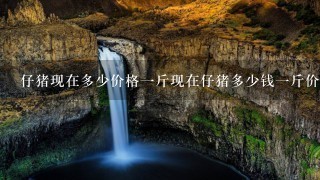 仔猪现在多少价格1斤现在仔猪多少钱1斤价格稳定 仔猪现在多少价格1斤现在仔猪多少钱1斤价格稳定