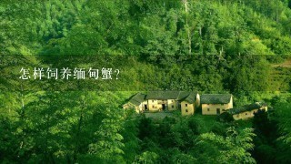 怎样饲养缅甸蟹? 怎样饲养缅甸蟹?