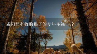 咸阳那有收购蝎子的今年多钱1斤 咸阳那有收购蝎子的今年多钱1斤