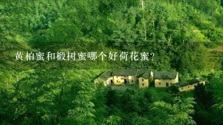 黄柏蜜和椴树蜜哪个好荷花蜜? 黄柏蜜和椴树蜜哪个好荷花蜜?