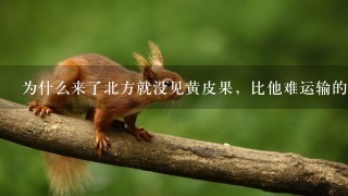 为什么来了北方就没见黄皮果,比他难运输的水果都有 为什么来了北方就没见黄皮果,比他难运输的水果都有