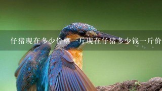 仔猪现在多少价格1斤现在仔猪多少钱1斤价格稳定 仔猪现在多少价格1斤现在仔猪多少钱1斤价格稳定