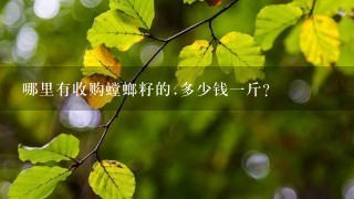 哪里有收购螳螂籽的.多少钱1斤? 哪里有收购螳螂籽的.多少钱1斤?