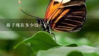 榛子现在多少钱1斤 榛子现在多少钱1斤