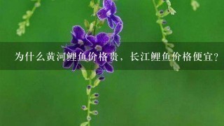 为什么黄河鲤鱼价格贵,长江鲤鱼价格便宜? 为什么黄河鲤鱼价格贵,长江鲤鱼价格便宜?