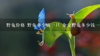 野兔价格 野兔多少钱1只 杂交野兔多少钱1斤 野兔价格 野兔多少钱1只 杂交野兔多少钱1斤