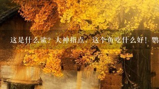 这是什么鲨?大神指点,这个鱼吃什么好!鹦鹉食不吃 这是什么鲨?大神指点,这个鱼吃什么好!鹦鹉食不吃