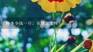 蝉多少钱1斤,在哪能卖呀 蝉多少钱1斤,在哪能卖呀