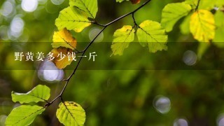 野黄姜多少钱1斤 野黄姜多少钱1斤
