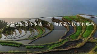 金钱菇价格多少钱1斤 和香菇的区别有哪些 金钱菇价格多少钱1斤 和香菇的区别有哪些