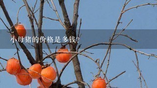 小母猪的价格是多钱?