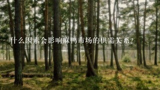 什么因素会影响麻鸭市场的供需关系?
