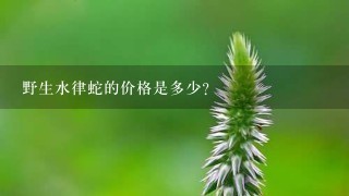 野生水律蛇的价格是多少?