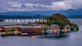 在什么地方可以买到豚鼠?