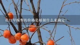 奇红早酥梨的价格是根据什么来确定?