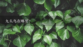 九头鸟在哪里？