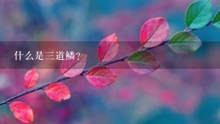 什么是三道鳞?