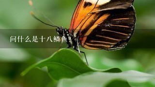 问什么是十八鳞鱼?