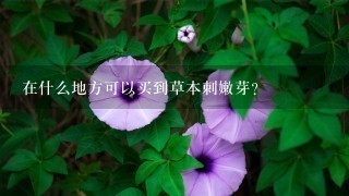 在什么地方可以买到草本刺嫩芽?