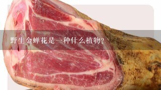 野生金蝉花是一种什么植物?