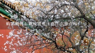 购买新鲜石橄榄需要注意什么要点吗?