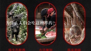 为什么人们会吃这种草药?