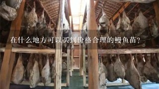 在什么地方可以买到价格合理的鳗鱼苗?