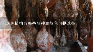 这种植物有哪些品种和颜色可供选择?