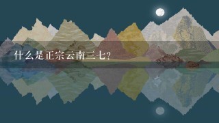 什么是正宗云南三七?