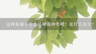 这种鱼属于什么品种或种类呢?是什么名字?