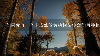 如果你有一个未成熟的黄桃树苗你会如何种植它以确保其最终产量最大化?